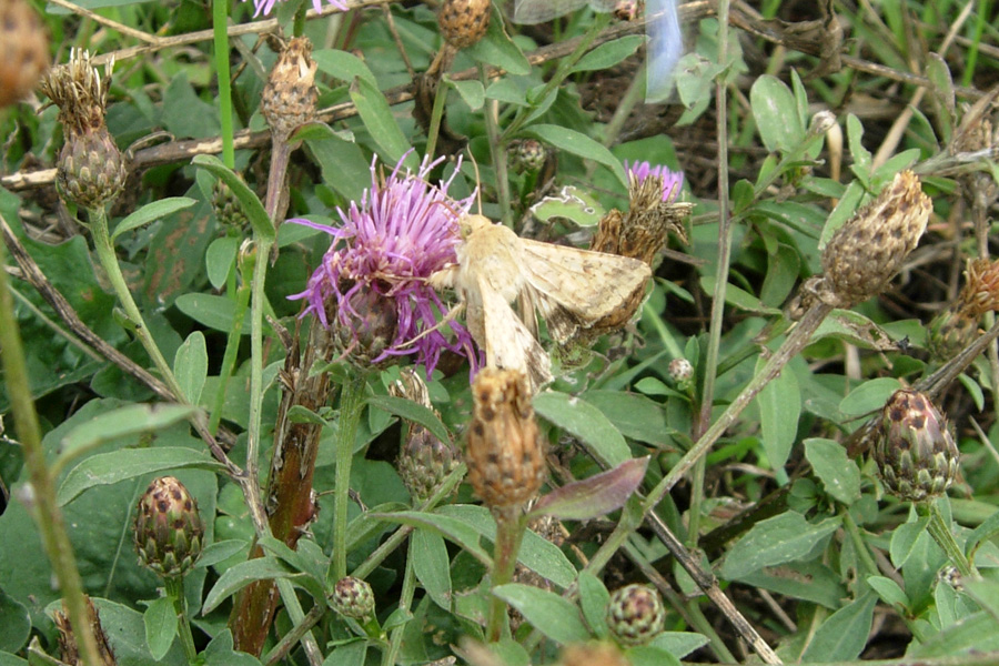 Noctuidae: chiedo una conferma...